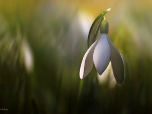 Colourfull Flowers, Snowdrop, White