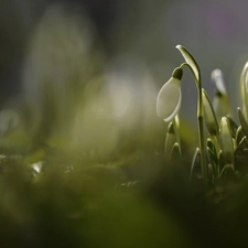 Colourfull Flowers, Snowdrop, White