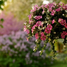 White, Flowers, Mini, Surfinie, decoration