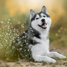 dog, White, Flowers, Siberian Husky
