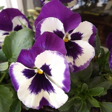 Flowers, purple, White, pansies