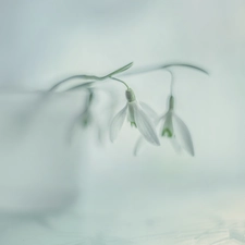 White, snowdrops, Flowers