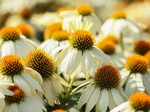 change, White Swan, White, echinacea, Flowers