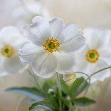 White, Anemone Hupehensis