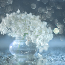 hydrangea, Flowers, Bokeh, White