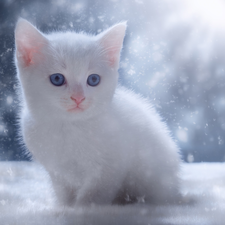 kitten, Blue Eyed, White