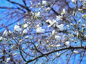 Magnolia, Bush, Flowers, White