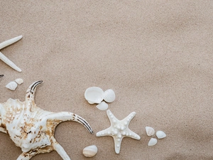 Shells, starfish, Sand, White