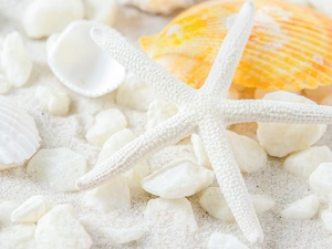 Shells, starfish, Sand, White