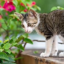 Flowers, ledge, Grey-White, kitten, small