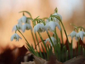 snowdrops, cluster, Flowers, White