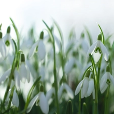 White, Flowers, snowdrops