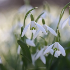 snowdrops, Flowers, Spring, White