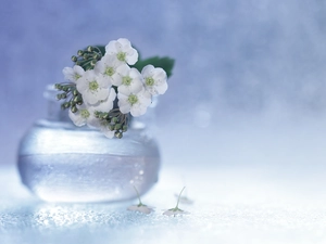 Spiraea, Flowers, vase, White