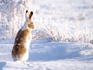 rime, White-tailed Jackrabbit, winter