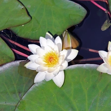 White, lilies, water