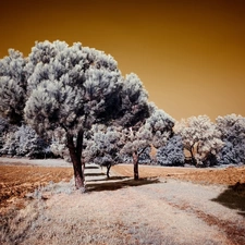 winter, first, White frost, field