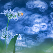 Orange Tip, Bokeh, Wild Garlic, butterfly, Flowers