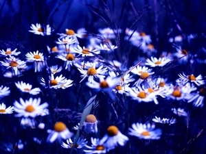 Chamomile Common, Flowers, Wildflowers