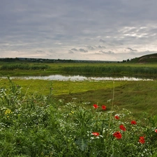 Wildflowers, Flowers, medows, field, brook