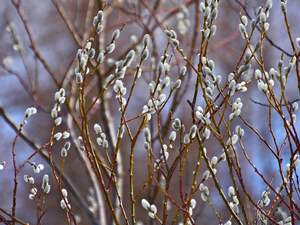 Spring, Twigs, database, Willow