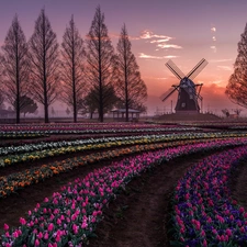 Windmill, evening, plantation, Tulips, Spring