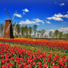 tracts, tulips, Windmill, red