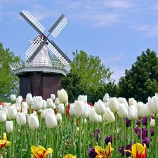 Windmill, Dutch, Tulips