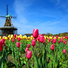 Windmill, Sky, Tulips