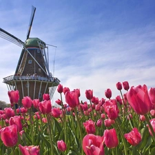 Tulips, Windmill