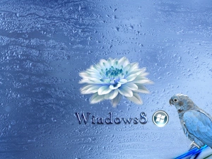 system, Windows 8, parrot, operating