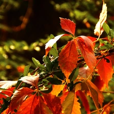 Wine, autumn, Leaf, wild, color