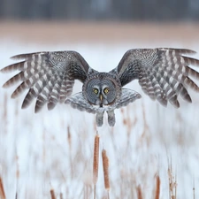 Cane, flight, Tawny owl great gray owl, wings