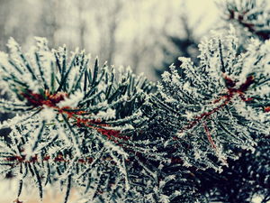 winter, Twigs, Conifers