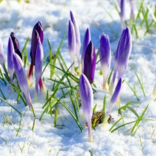 winter, purple, crocuses