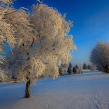 field, viewes, winter, trees