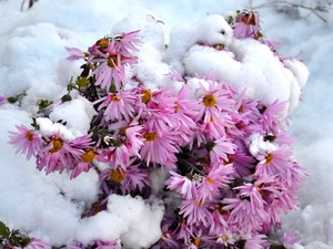 winter, Snowy, Flowers