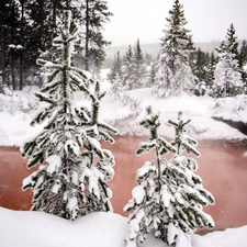 forest, lake, winter, Spruces