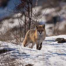 Fox, snow, Plants, winter