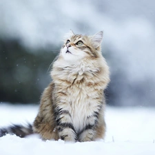 kitten, snow, winter, surprise
