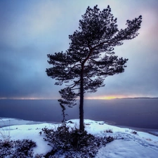 lonely, Coast, winter, trees