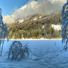 Mountains, forest, winter, Fog