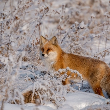 winter, Fox, Plants