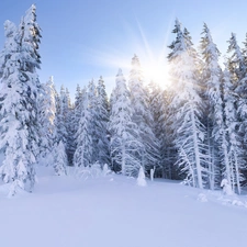 rays, forest, winter, sun