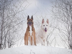 White Swiss Shepherd, graphics, Two cars, Dogs, winter