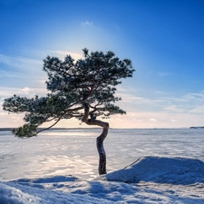 winter, trees, Sky