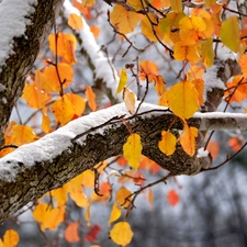 winter, snow, trees, autumn, Leaf