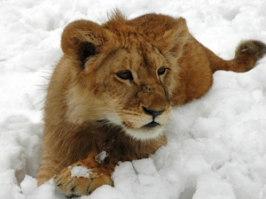 winter, Lion, snow