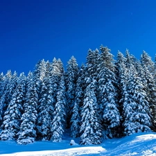 winter, Spruces, snow