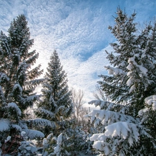 winter, Spruces, snow